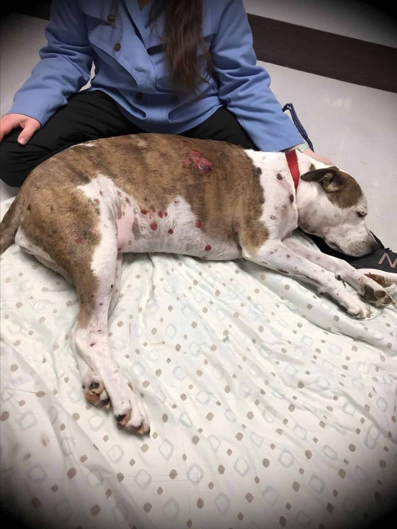 Dog undergoing post-surgery recovery at a vet clinic or animal hospital.