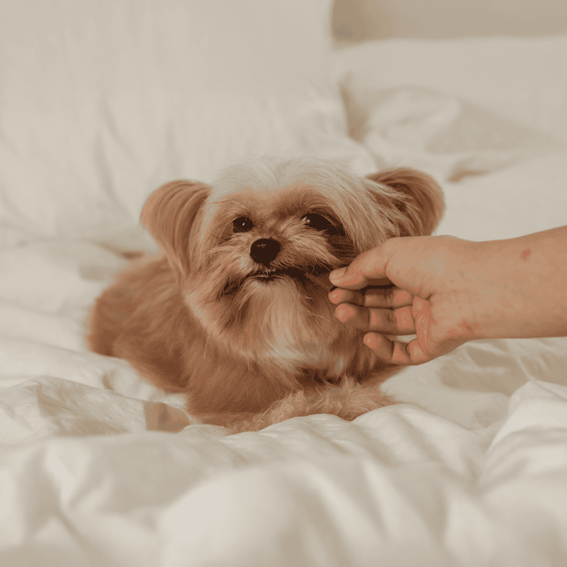 Dogcare, pet grooming, dog health, dog training.