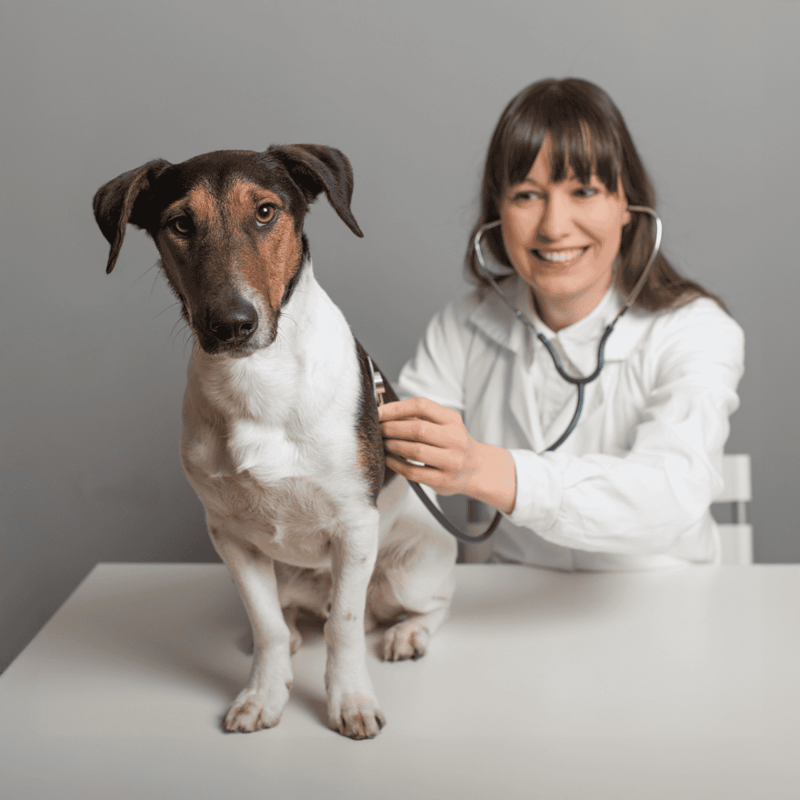 Vet examining a dog with stethoscope for health checkup.