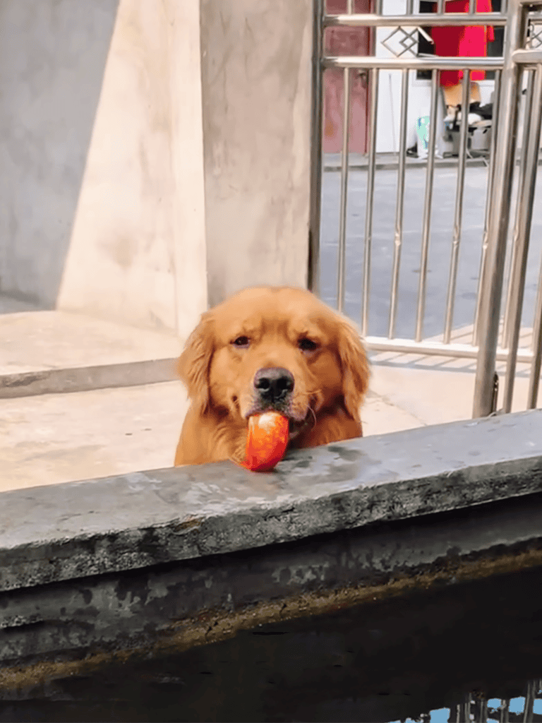 Golden retriever puppy holding a red chew toy in its mouth at a dog park.