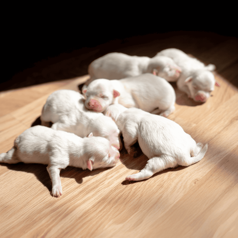 Adorable newborn puppies cuddling and sleeping together, highlighting newborn puppy care.