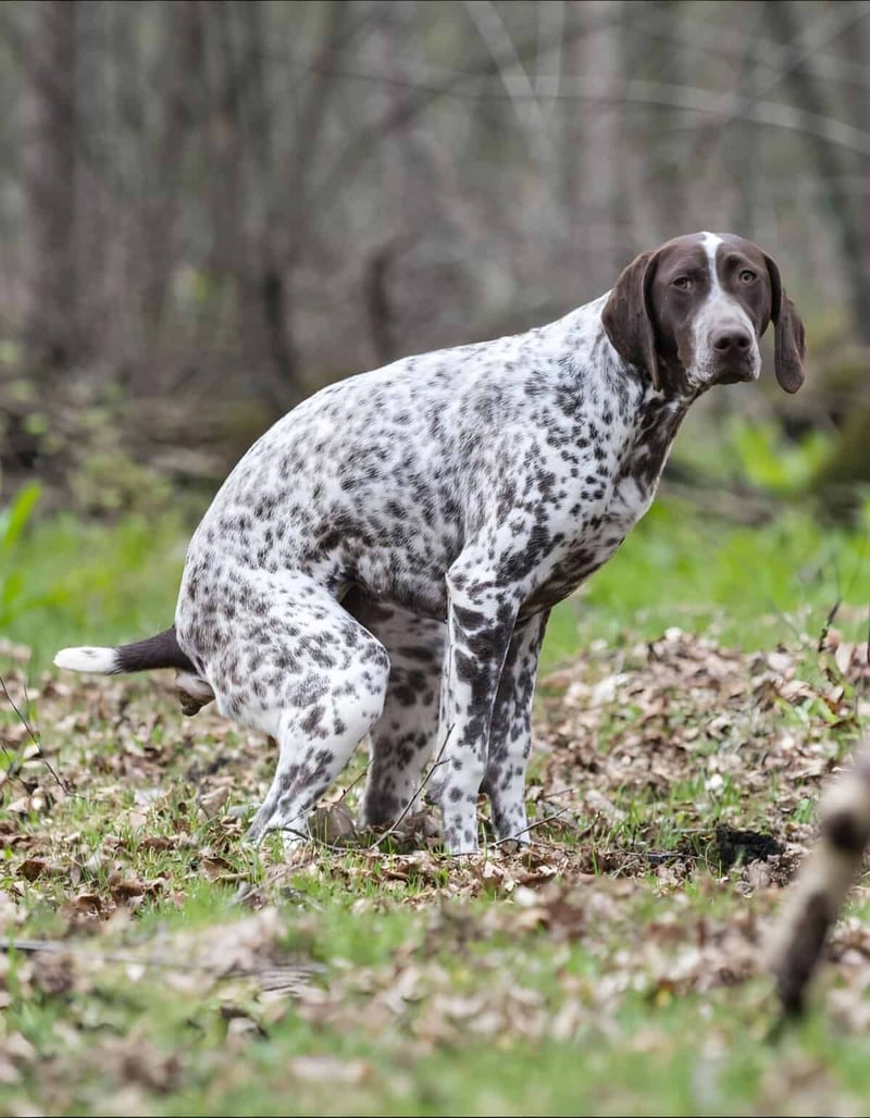 Dog sitting outdoors in a wooded area, alert and attentive.