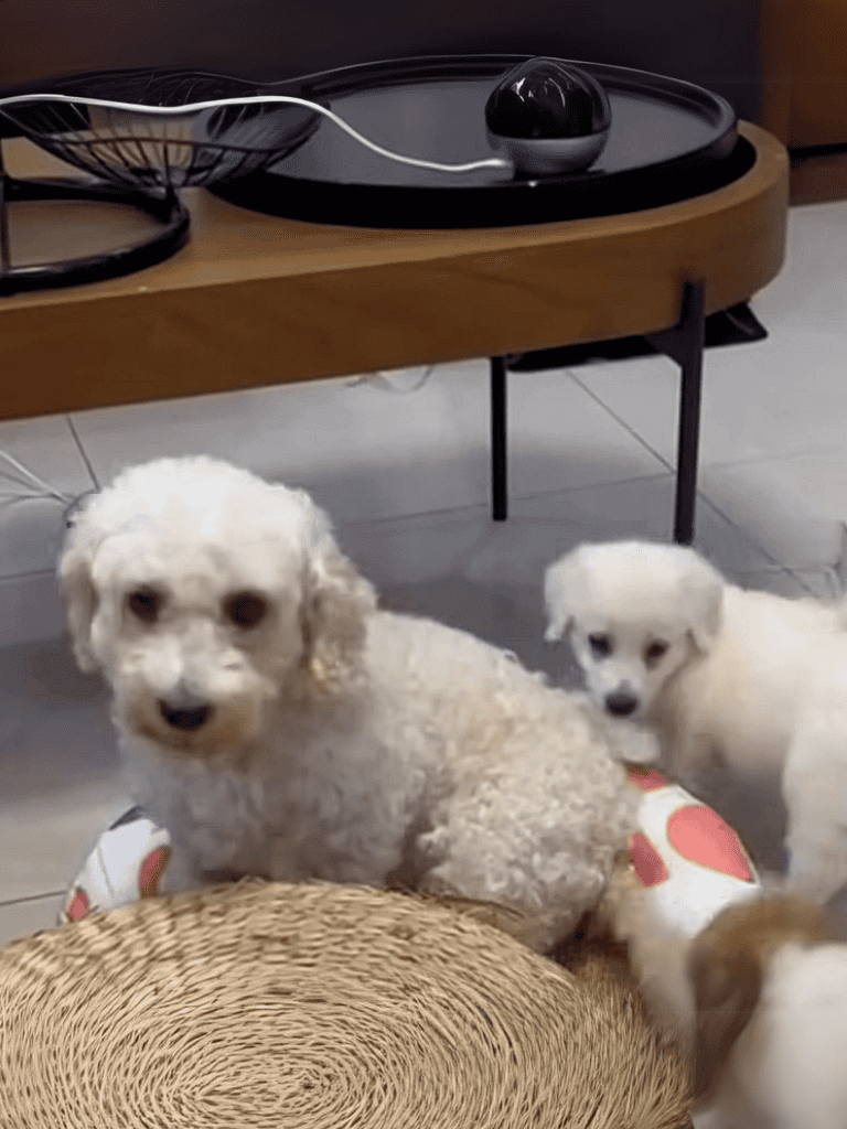 Cute puppies sitting on the floor with dog toys and pad under them.
