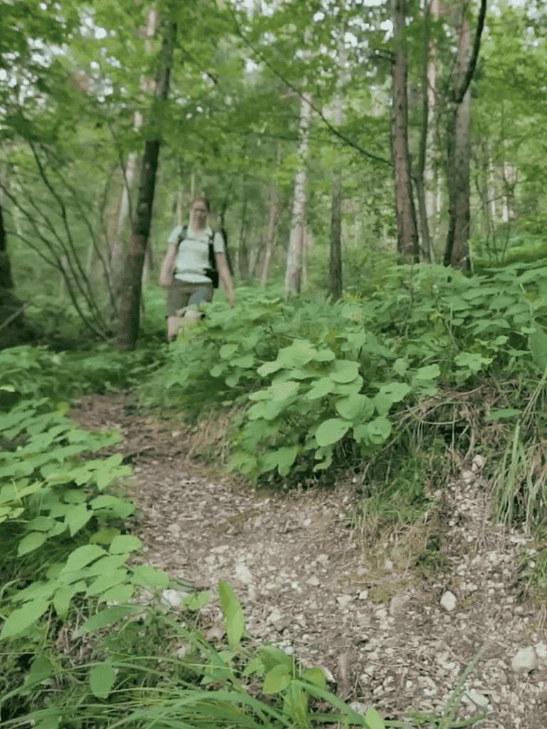 A person hiking through a lush green forest trail with dense foliage and tall trees.