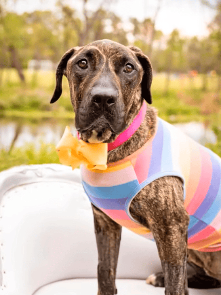 Adorable brindle dog wearing colorful outfit and bow tie outdoors.