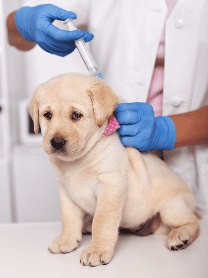 Dog receiving vaccination from veterinarian in clinic.