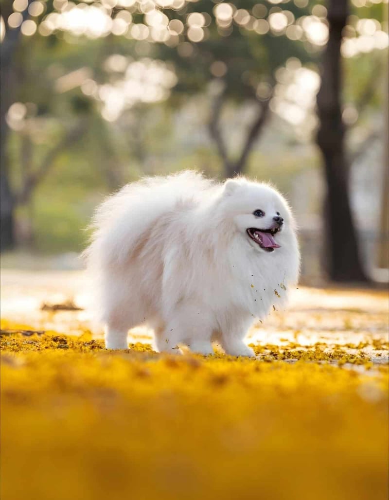 Cute white Pomeranian dog outdoors among yellow leaves, smiling and enjoying fall.