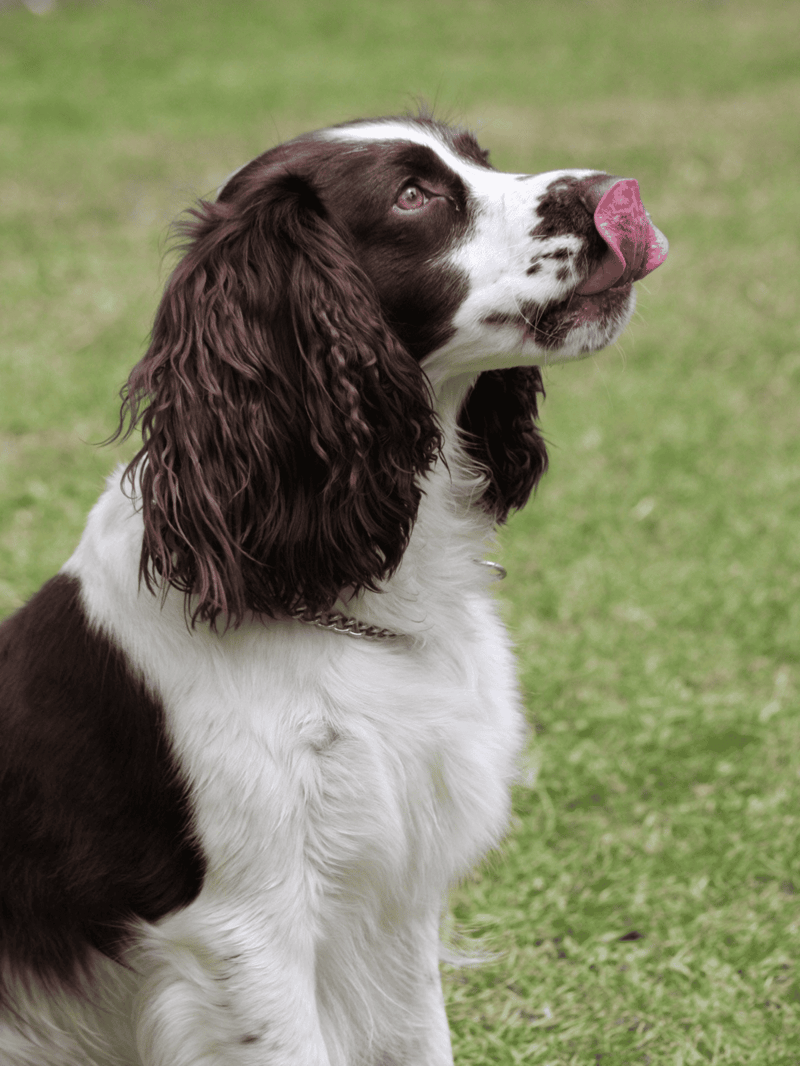 Dog playing outside with lush green grass background.