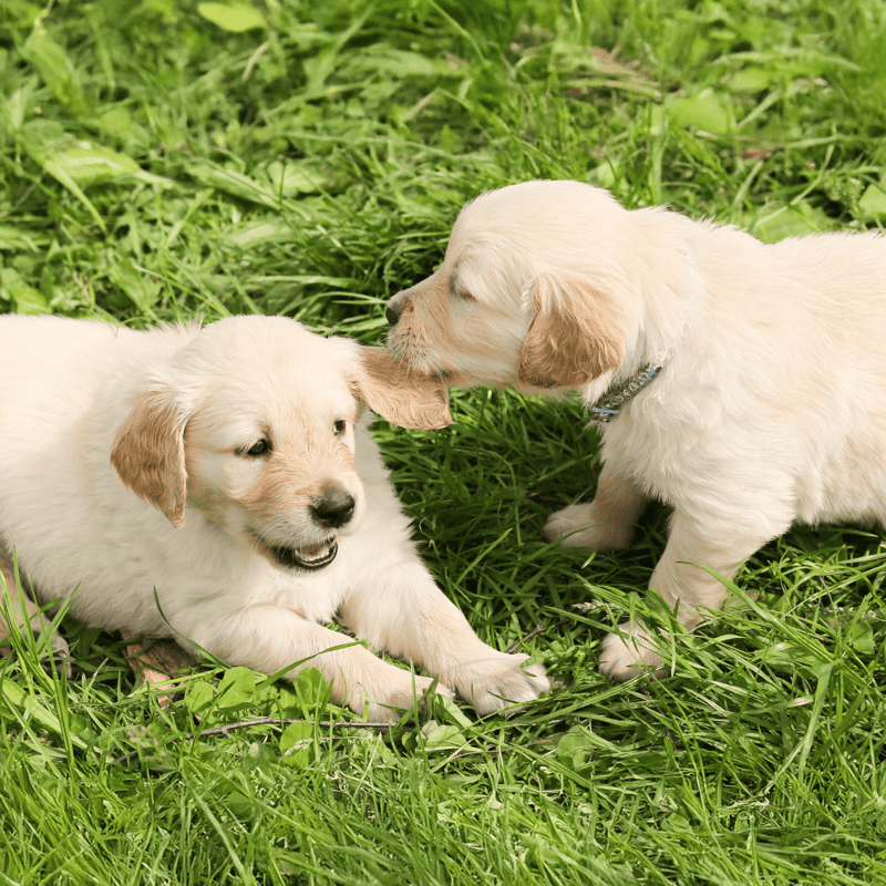 Adorable Golden Retriever puppies interacting outdoors on lush grass.