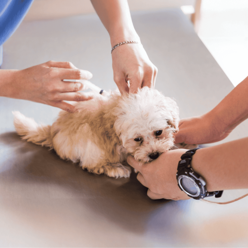 Alt text: Veterinarian examining small puppy’s paw during check-up at veterinary clinic.