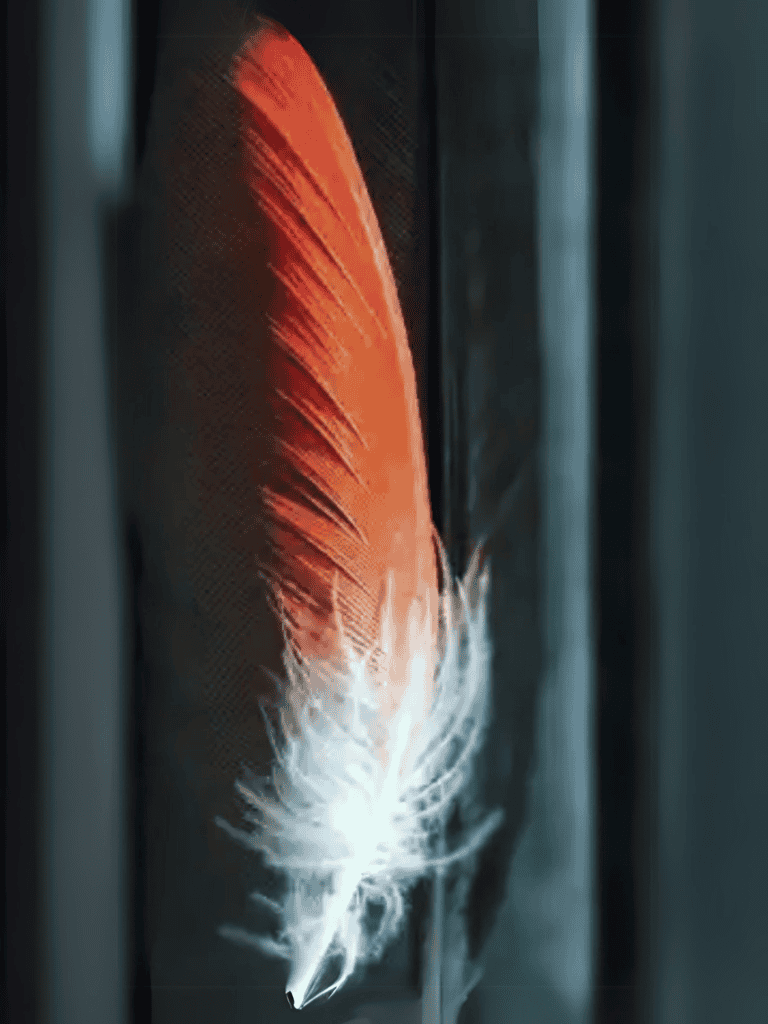 Close-up of a vibrant red and white bird feather against a dark background.