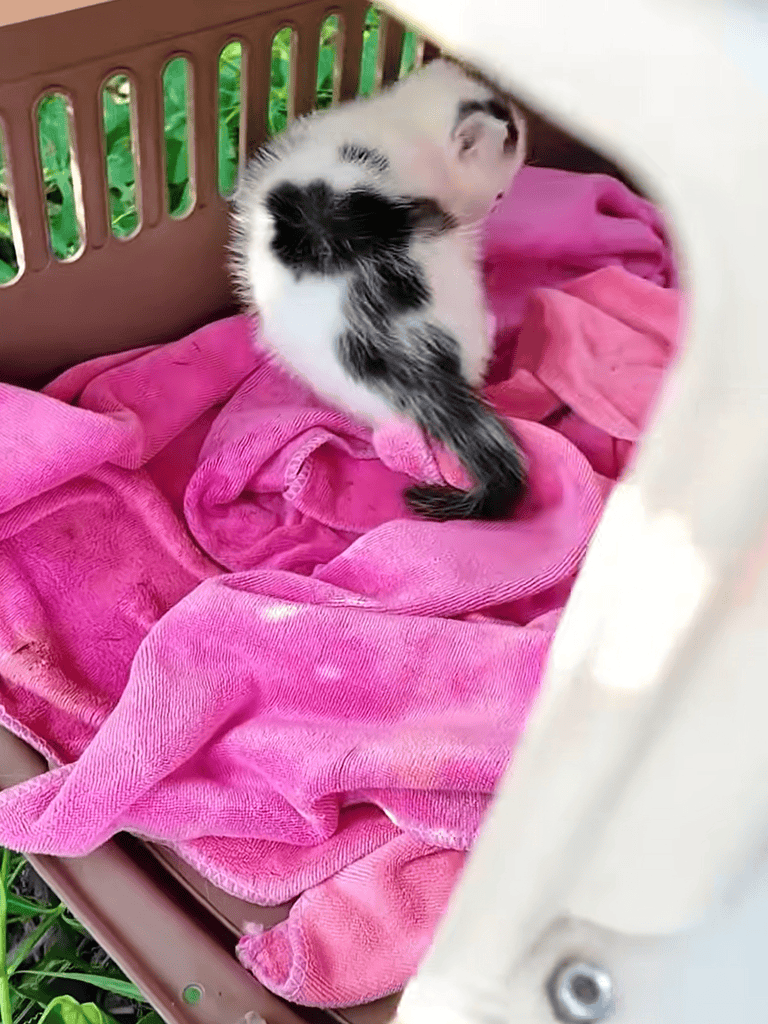 Adorable black and white kitten resting on pink blanket inside pet carrier. Perfect for pet adoption and animal care.