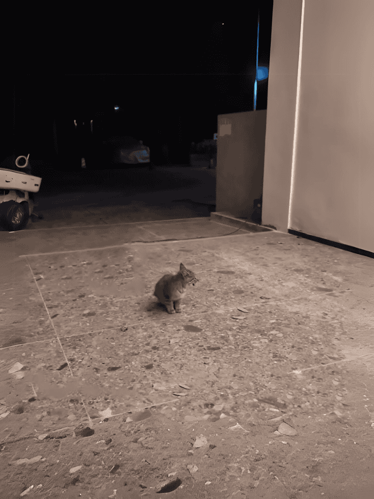 Small tabby cat sitting on concrete ground at night near home.