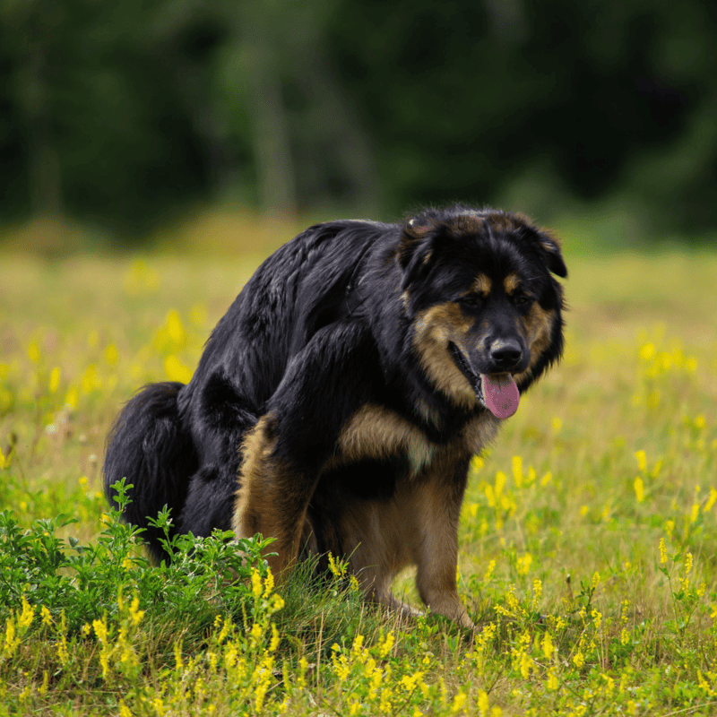 Adorable dog enjoying playtime outdoors in a green field with yellow flowers.