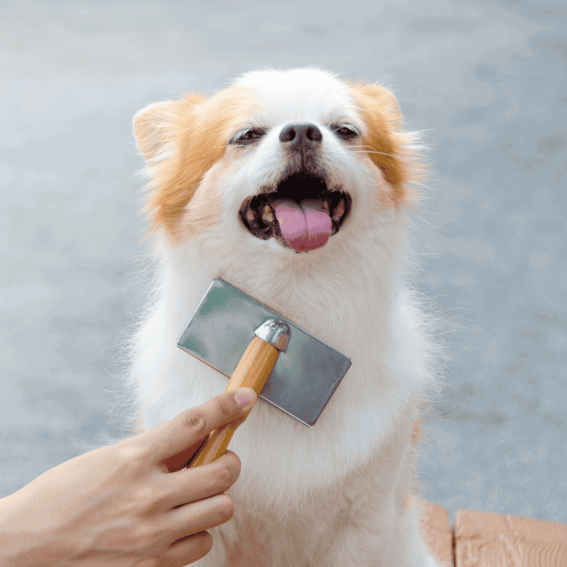Dog grooming, pet grooming service, happy dog after grooming session.