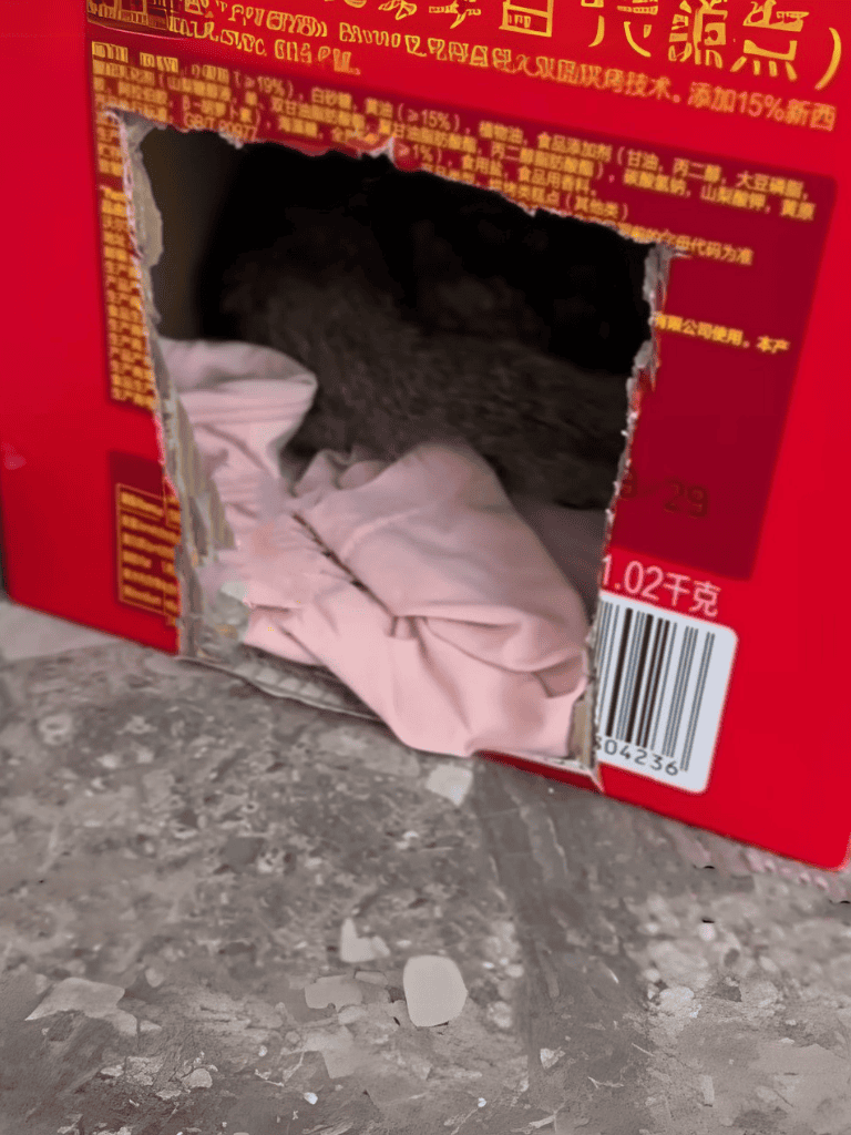 Red snack box with a hole and a cat inside.