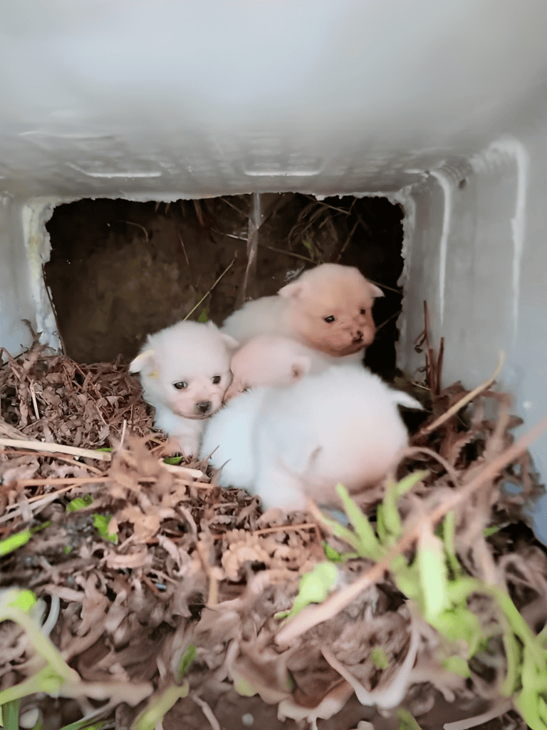 Adorable puppies hiding in a small shelter among leaves and dirt.
