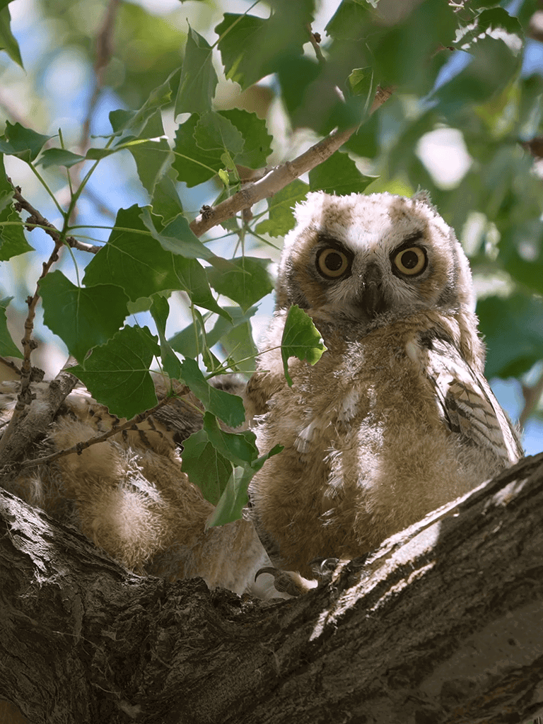 Cute owl perched on tree branch with green leaves, wildlife photography.