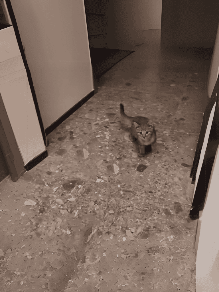 Adorable kitten wandering in a modern kitchen with polished marble floors, showcasing pet-friendly home environment.