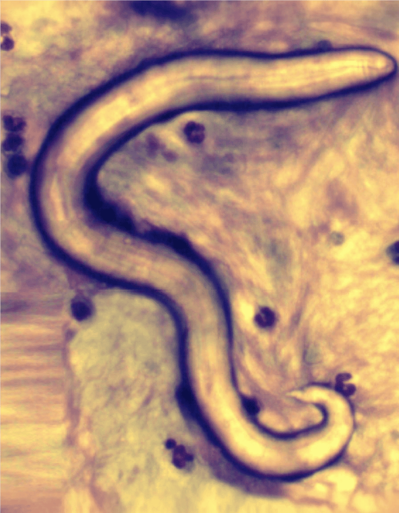 Close-up of a detailed eel illustration to improve pet illustration content.