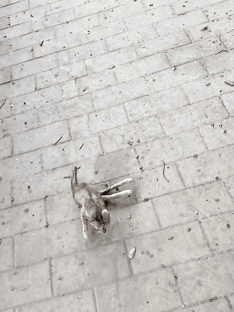 Euthanized cat lying on brick sidewalk, displayed in a semi-decomposed state.