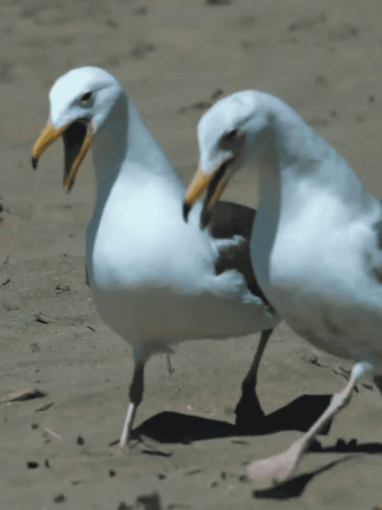Seagulls standing on sandy beach with open beaks, coastal birds in natural habitat.