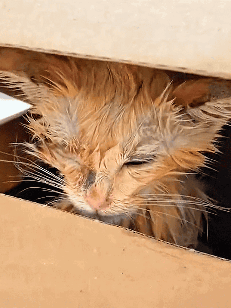 Wet orange kitten peeking from a cardboard box.