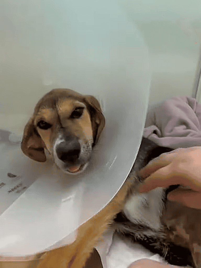 Dog in cone collar recovering from injury or surgery.