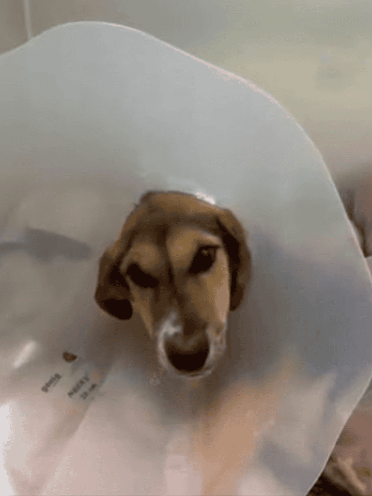 Dog with Cone Collar Looks Sad.