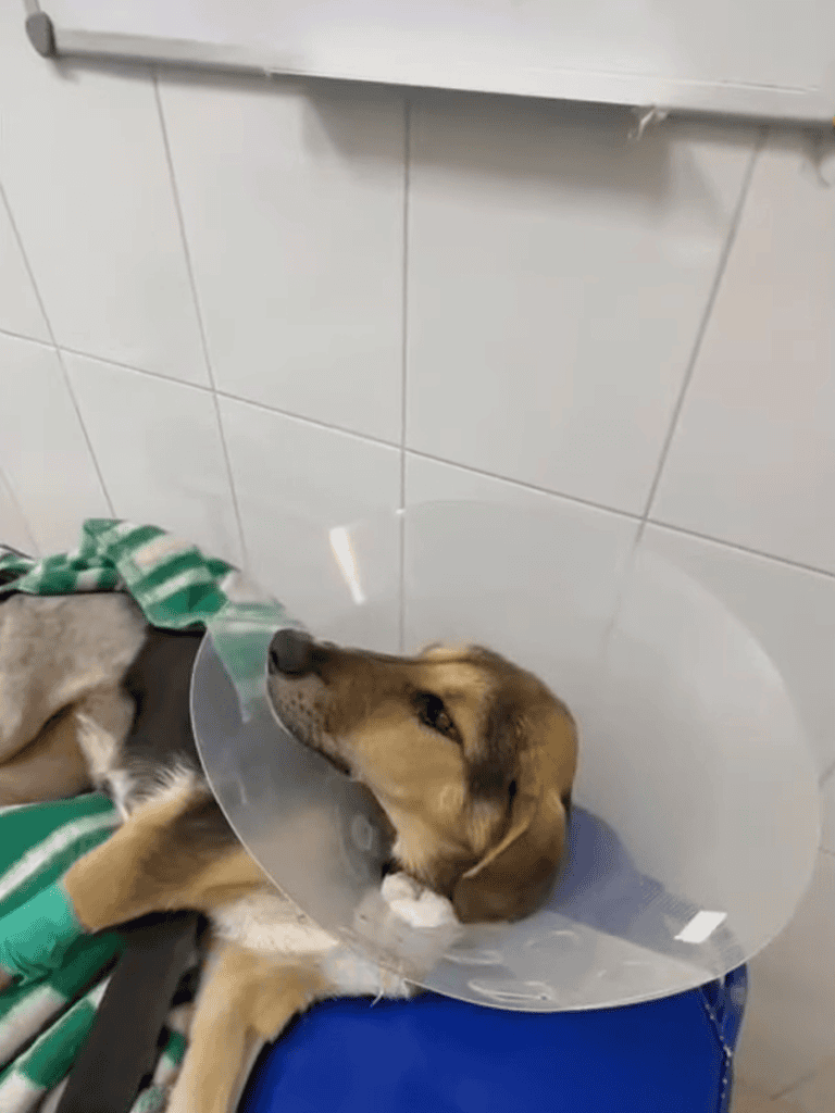 Dog with E-Collar Resting after Surgery.