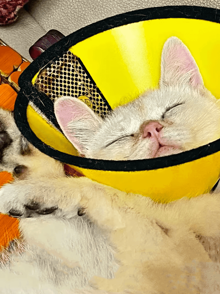 Adorable puppy resting peacefully in a yellow protective cone, highlighting pet care and comfort.