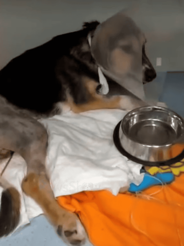 Adorable dog lying on bed with empty food bowl close by.