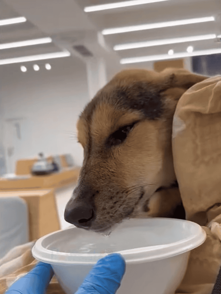 Dog drinking water from bowl in a modern indoor environment.