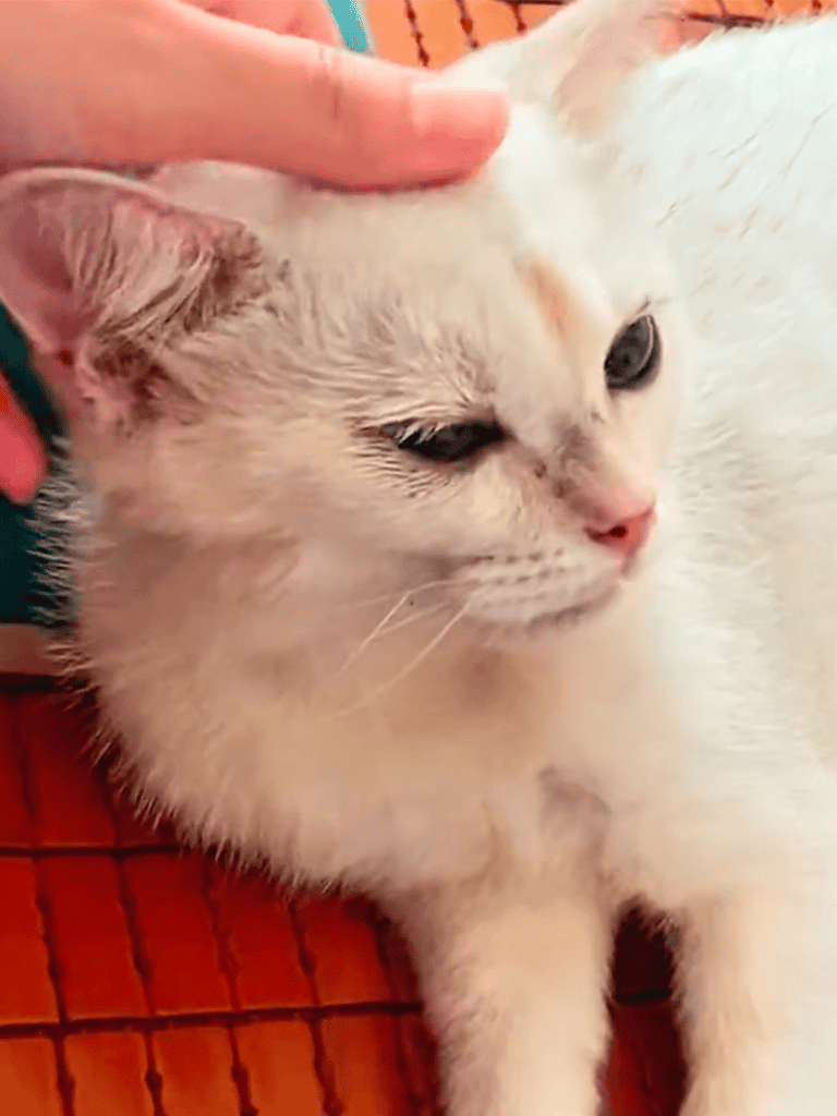 Cat being petted, adorable white feline relaxing, pet care, calm cat, friendly pet.