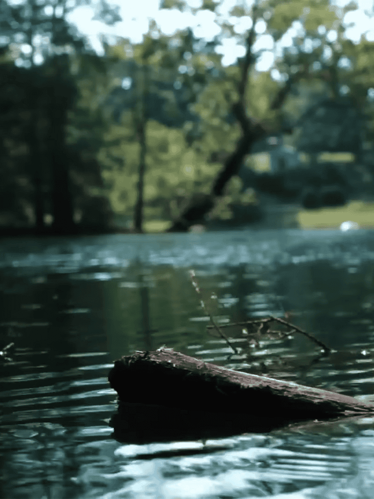 Beautiful natural dog river scene with floating log and calm water.