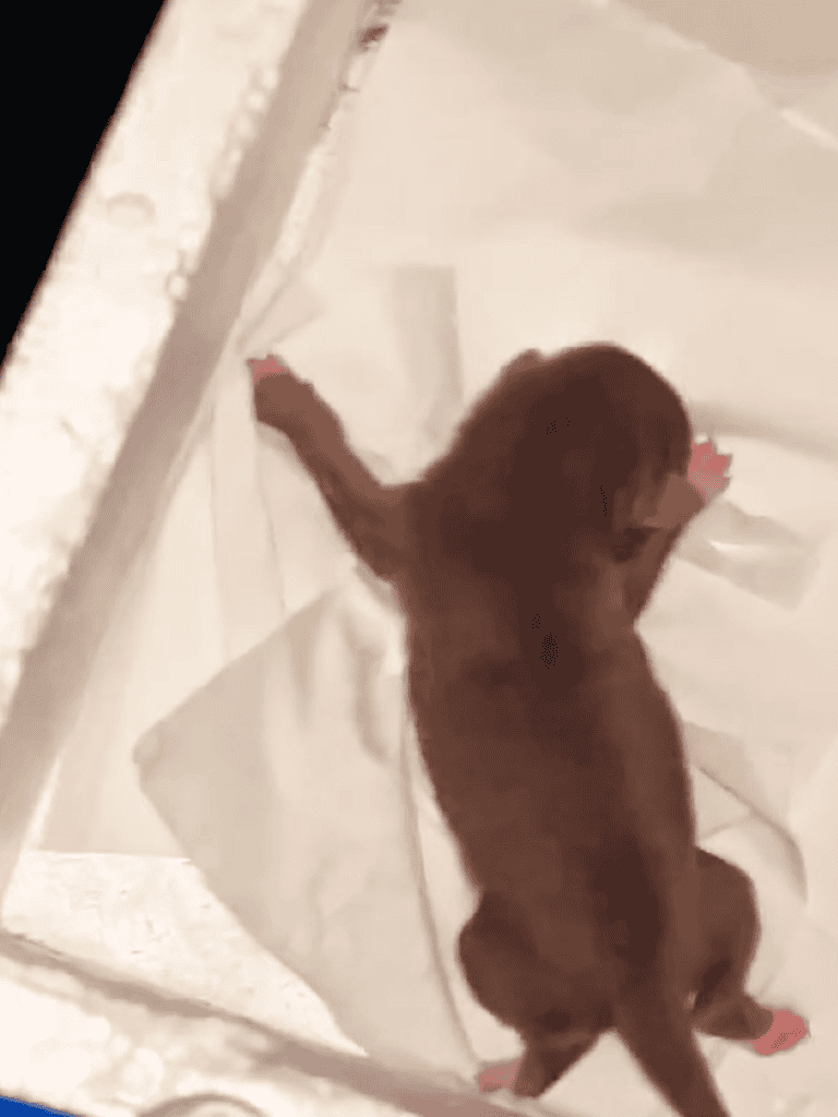 Adorable brown puppy in a bathroom, exploring the toilet area.