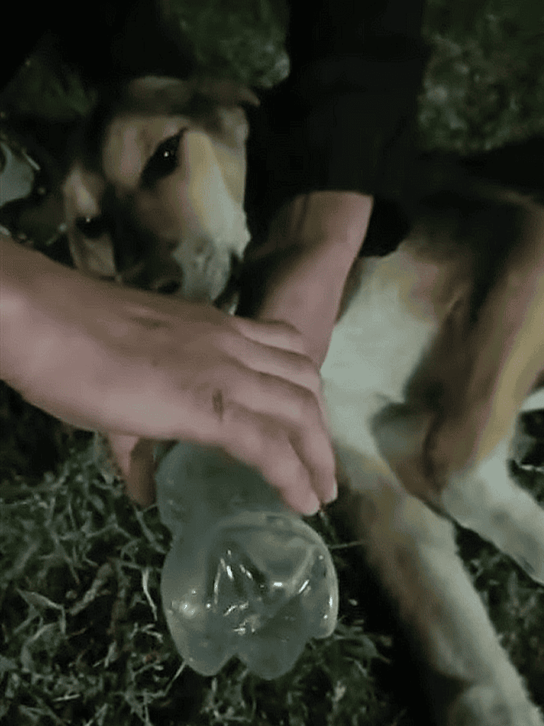 Dog drinking water in nature, outdoor dog hydration, Dogfix.com pet care.