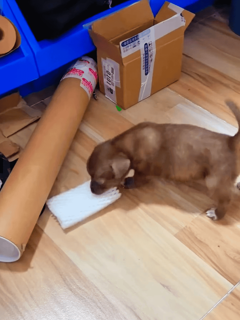 Adorable puppy engaging with a cloth in a cozy, cluttered workspace environment.