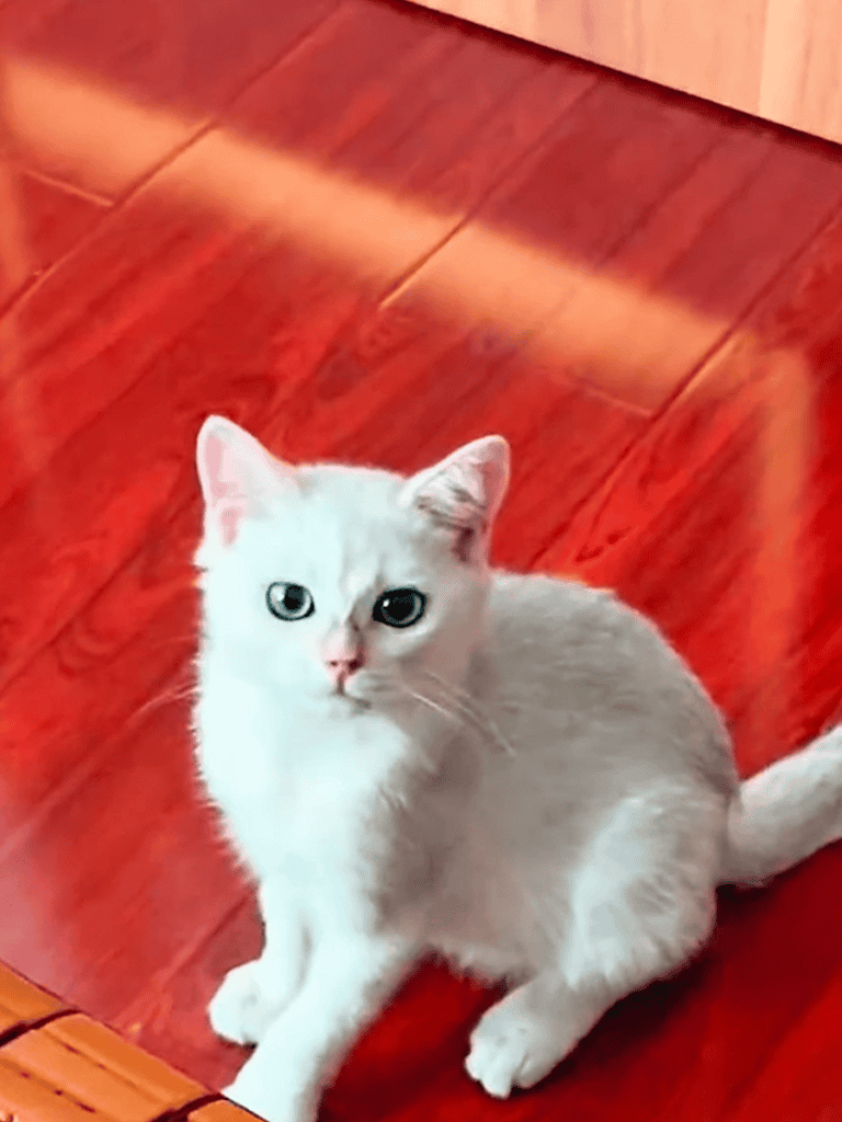 Adorable white kitten sitting on polished wooden floor with bright eyes and soft fur. Perfect for pet care and cat lovers.