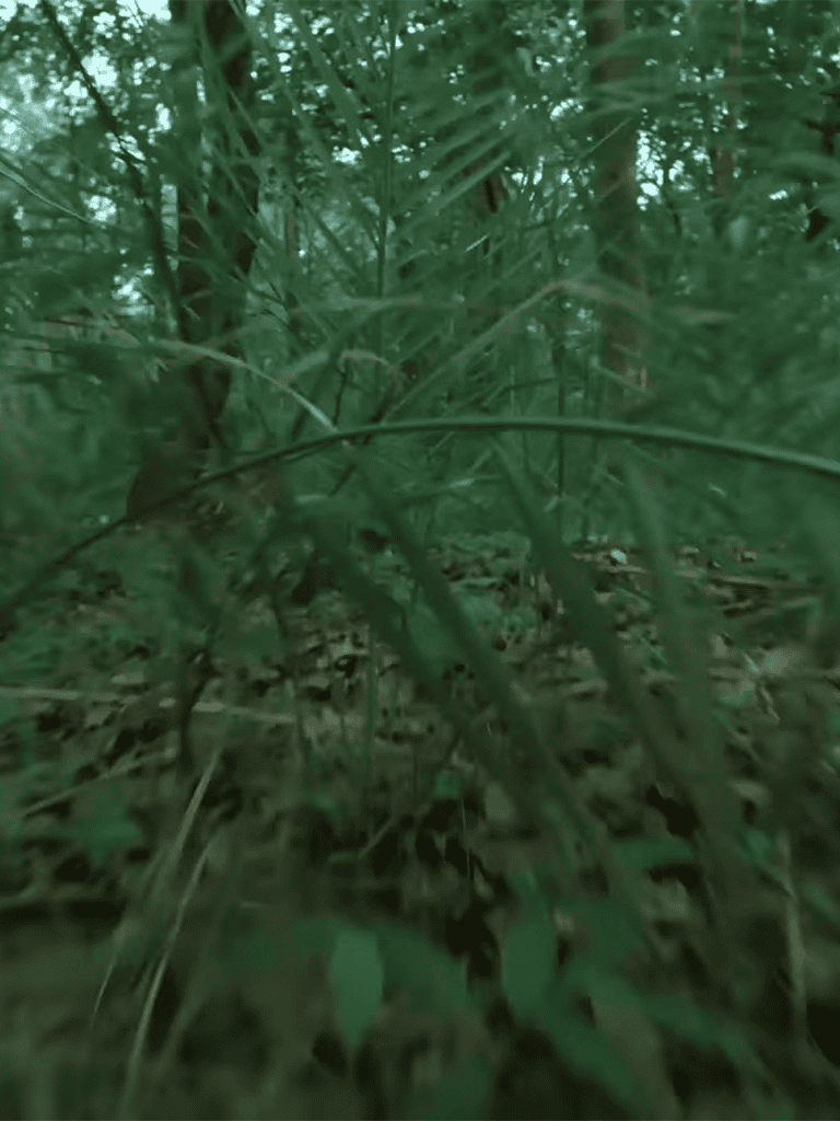 Dog hidden among dense green foliage.