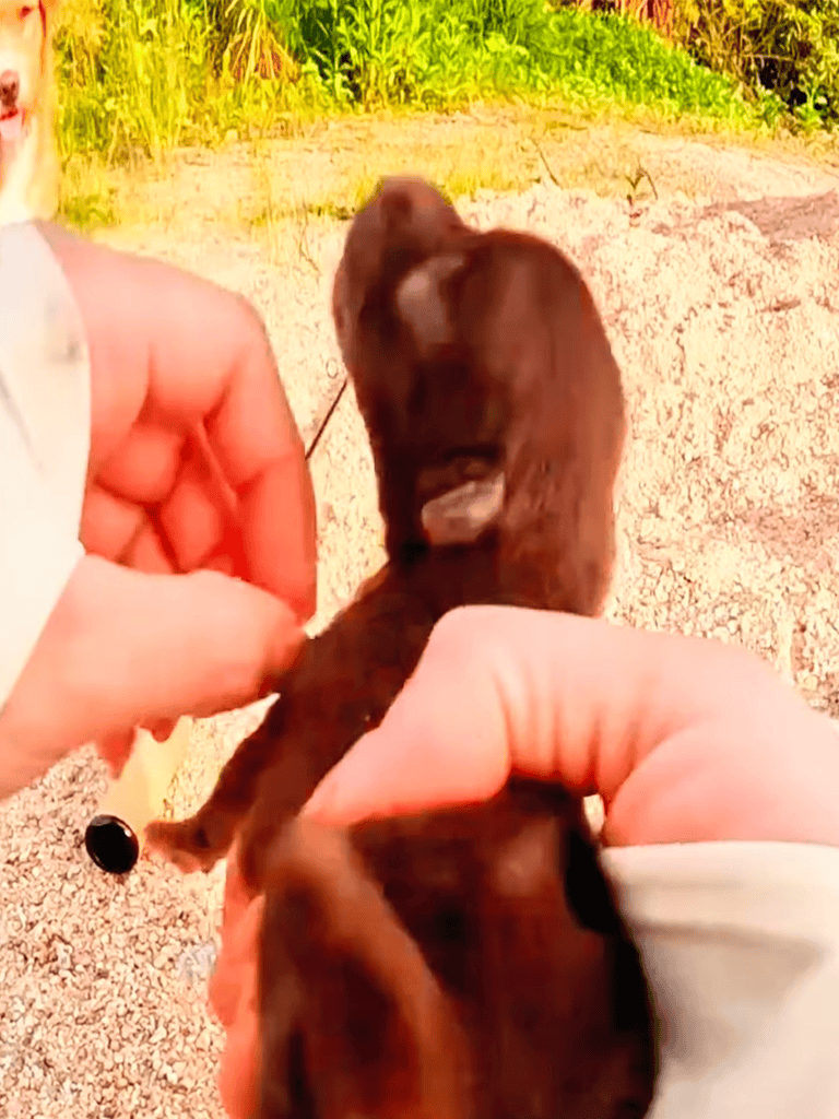 Cute brown puppy being held, outdoor setting, puppy adoption, dog rescue, pet care.