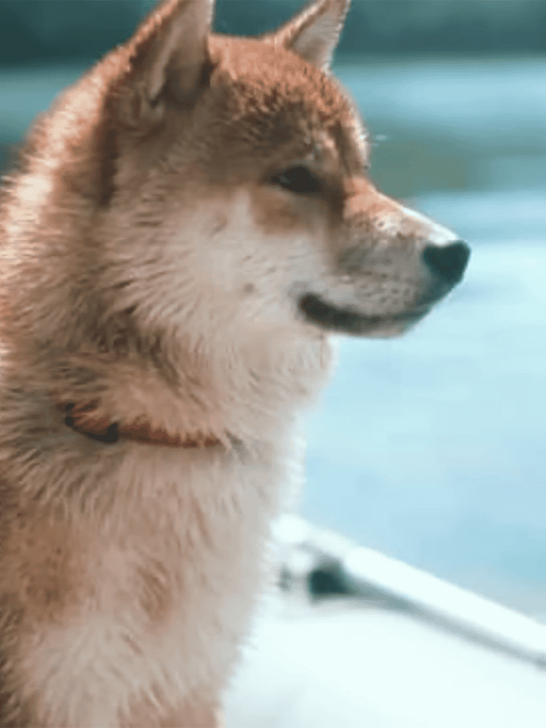 Dog training and behavior solutions.