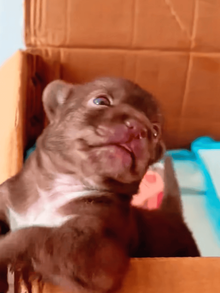 Adorable brown puppy with funny facial expression, lying in a cardboard box, highlighting pet rescue and adoption.