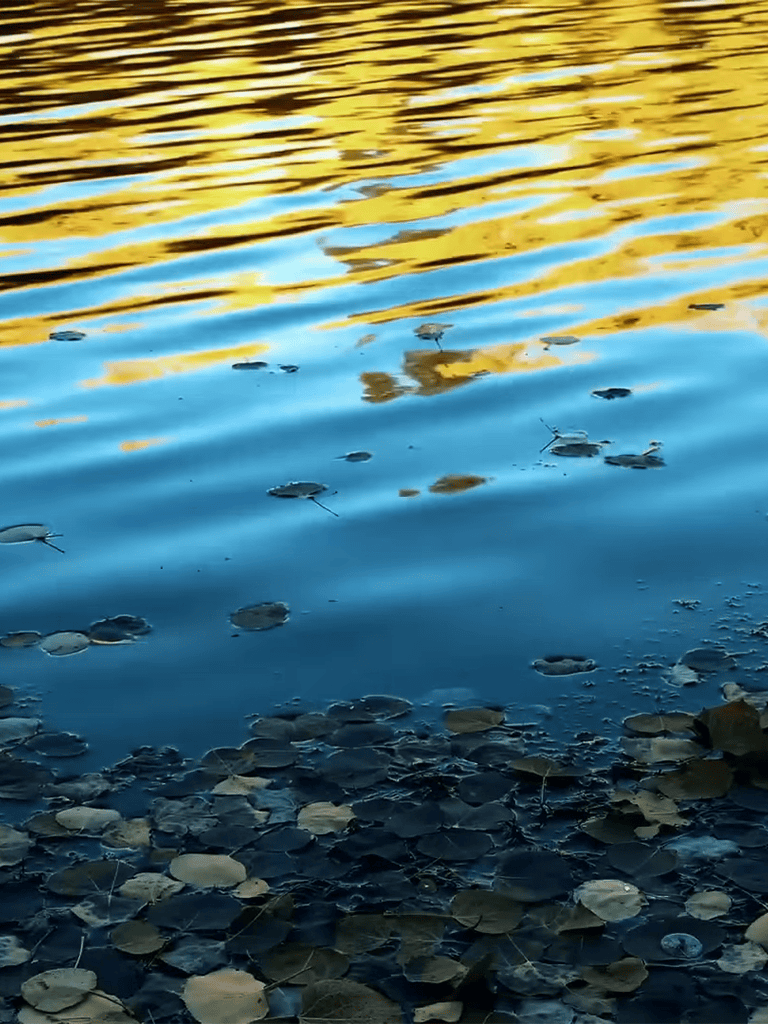 Peaceful water scene with lily pads and gentle ripples in the lake.