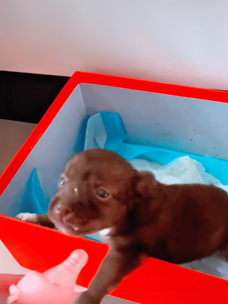 Adorable brown puppy in a box with blue padding, exploring new surroundings.