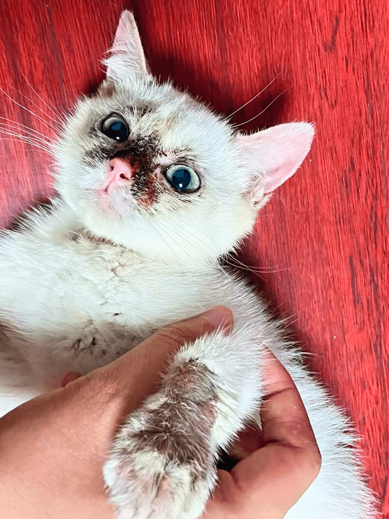 Adorable kitten with bright blue eyes lying on red wooden floor, showing playful and curious demeanor.
