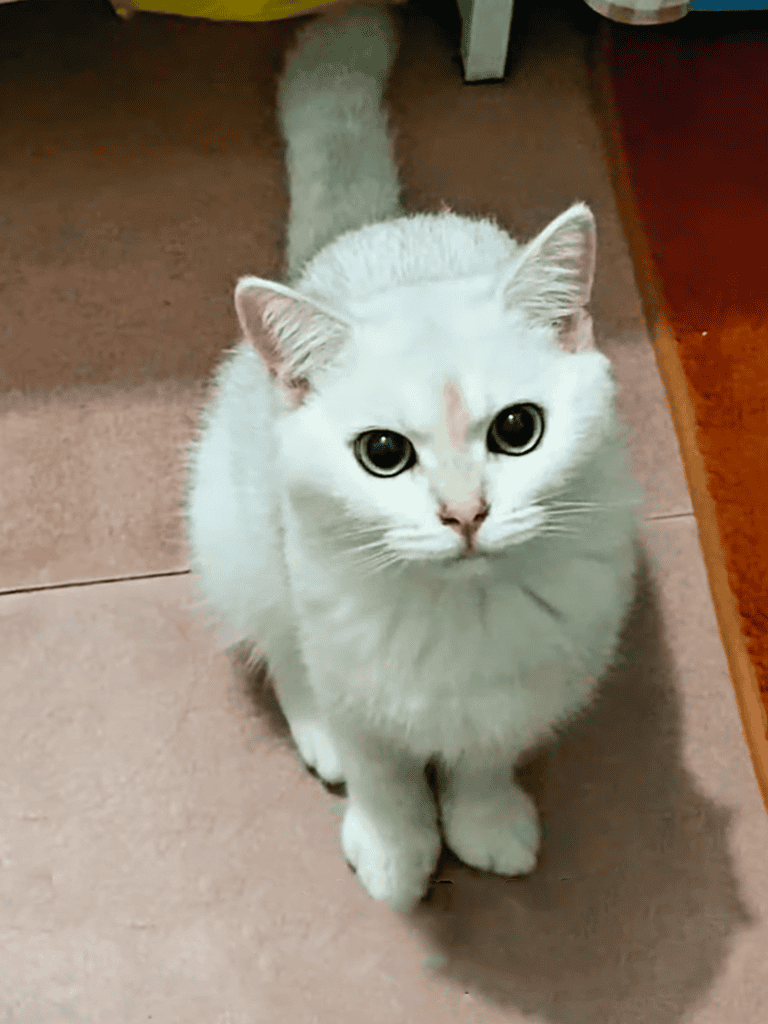 Adorable white cat with bright eyes and soft fur ready for adoption.