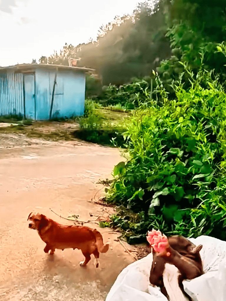Adorable dog resting outdoors with greenery and a small house in the background.