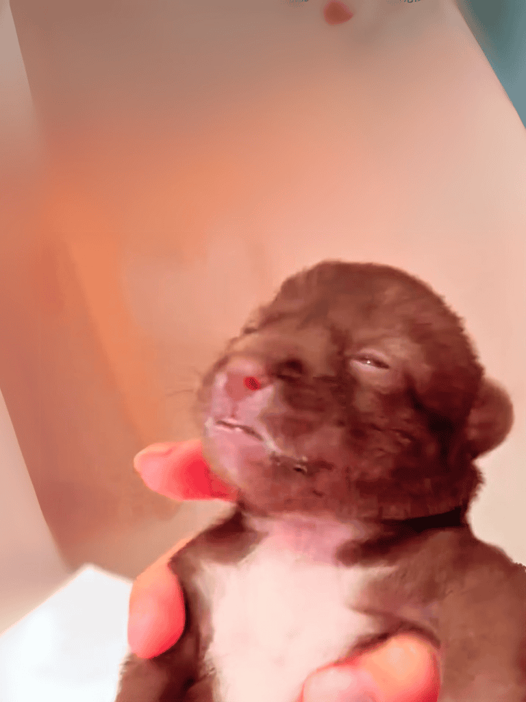 Cute sleeping puppy with closed eyes and tiny paws, showcasing a peaceful moment.