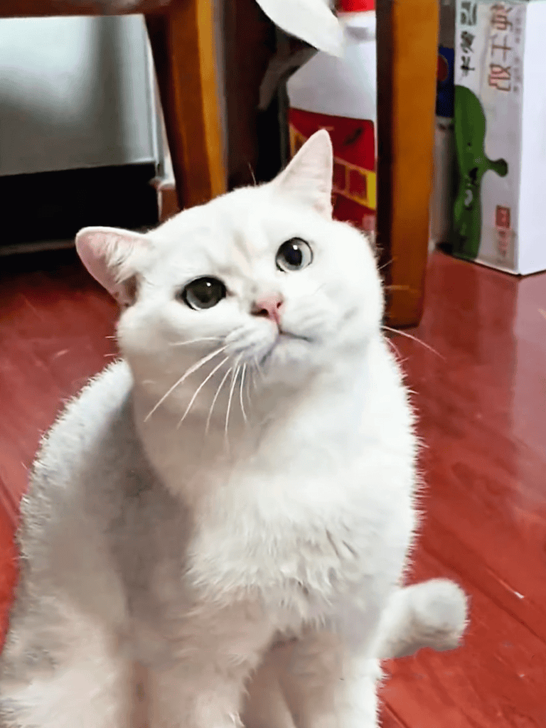 Adorable white cat with large expressive eyes, perfect for pet lovers.